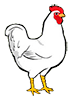 Objednávky na vykrmené brojlery